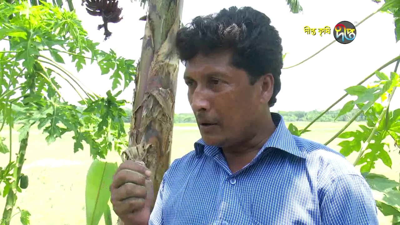 Deepto Krishi/দীপ্ত কৃষি - অগ্নি সাগর কলার চাষ/পিরোজপুর, পর্ব ২৪৭