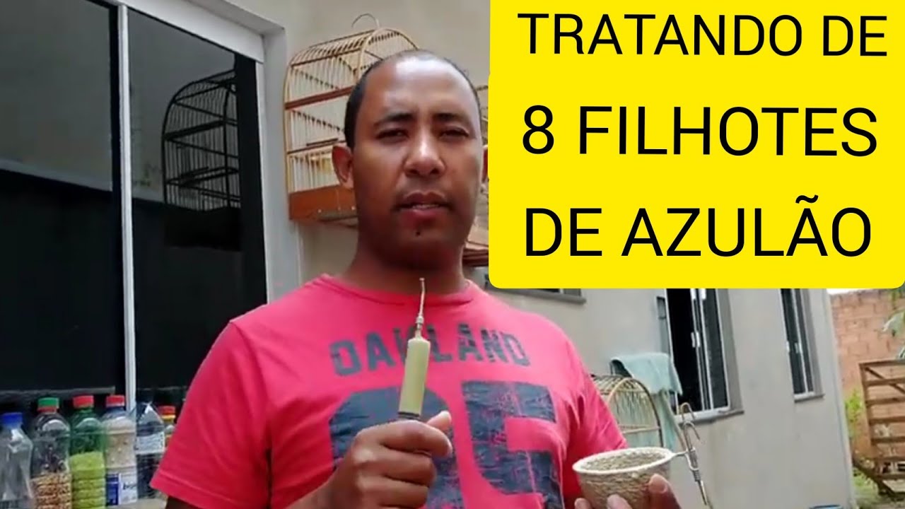 TRATANDO DE 8 FILHOTES DE AZUL&Atilde;O NA SERINGA