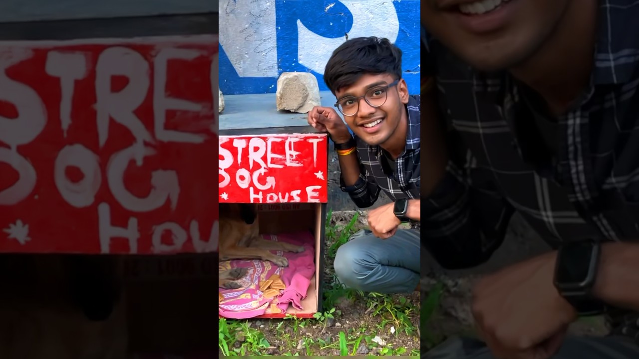 I Made Street Dogs House🐶