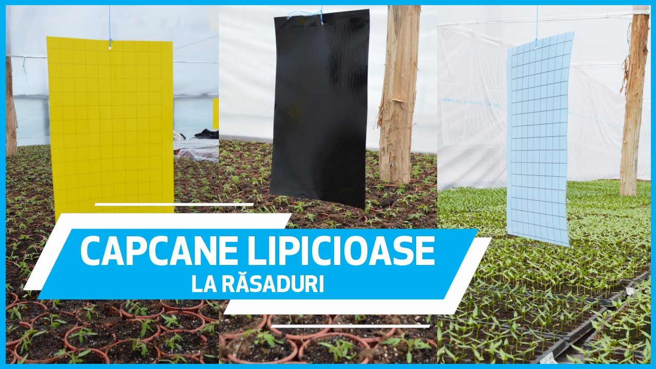 🪰 Cum Folosim Capcane Lipicioase la Răsaduri pentru Monitorizarea Dăunatorilor? | Marcoser