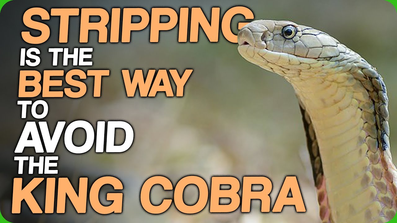 Stripping Is The Best Way To Avoid The King Cobra (The Ultimate Fact Fiend Studio)