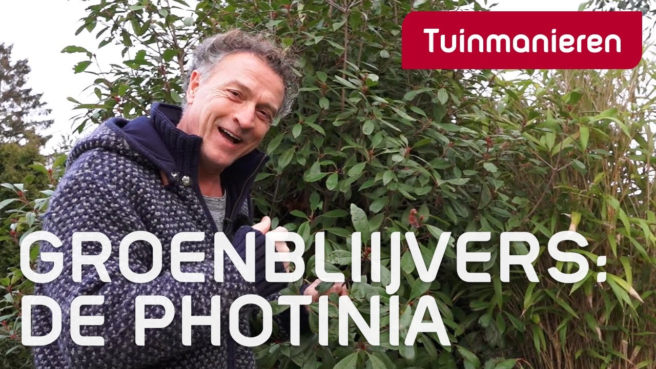 Groenblijvende struiken? De Photinia, glansmispel | Plantenkennis | Tuinmanieren