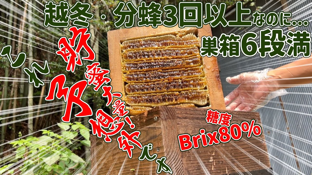 ニホンミツバチ 6月の採蜜　越冬・分蜂3回以上していても巣箱6段満・貯蜜大量😮盛り上げてる 意外！予想外です！　和歌山県紀の川市