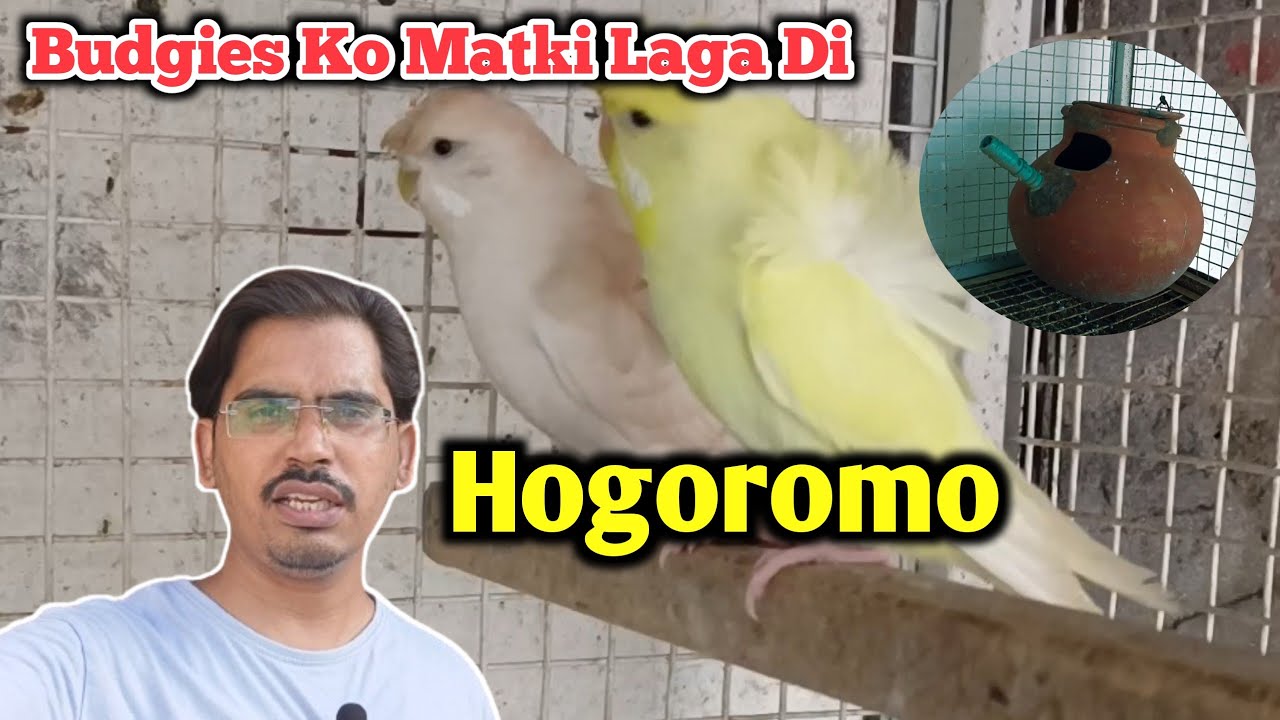 Budgies Ko Separate Matki Laga Di / Hogoromo Budgies/Spangle Budgies