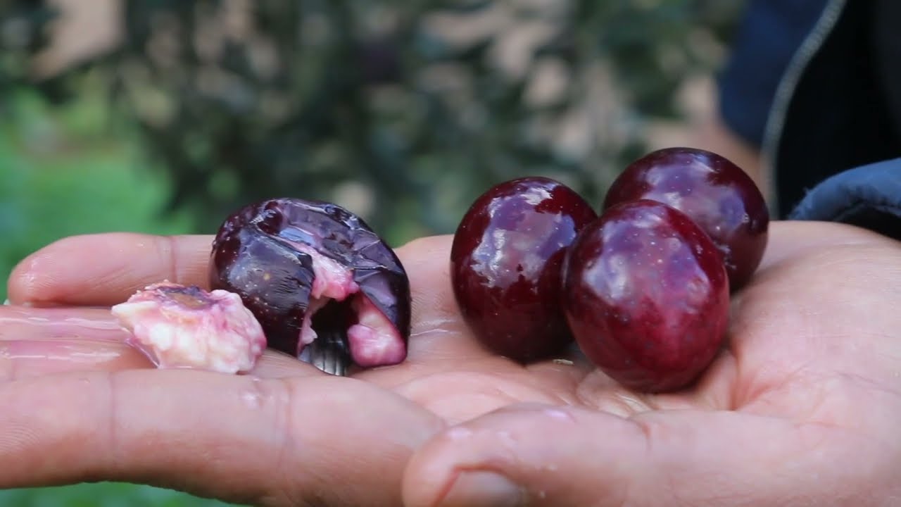 اصناف الزيتون الخلخالي, الصوراني,الزيتي, زيارة لاحدى مزارع الزيتون في الشمال السوري وتصويرها عن قرب