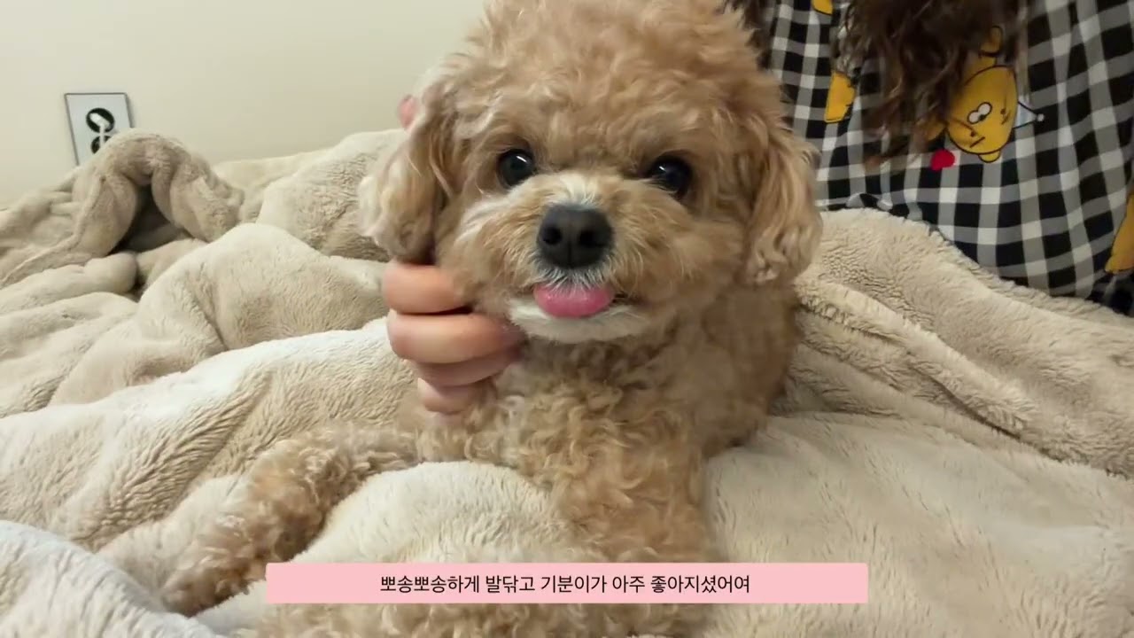 얼렁뚱땅 하리네 일상 브이로그 / 캐디일상부터 스크린골프 애견카페탐방까지~