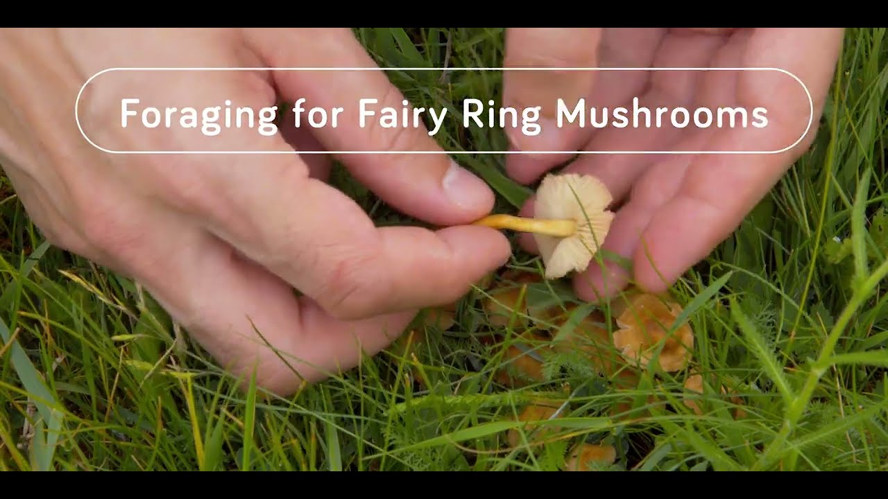 Foraging for Fairy Ring Mushrooms