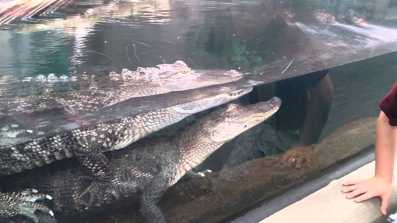 Alligators.  Mating?