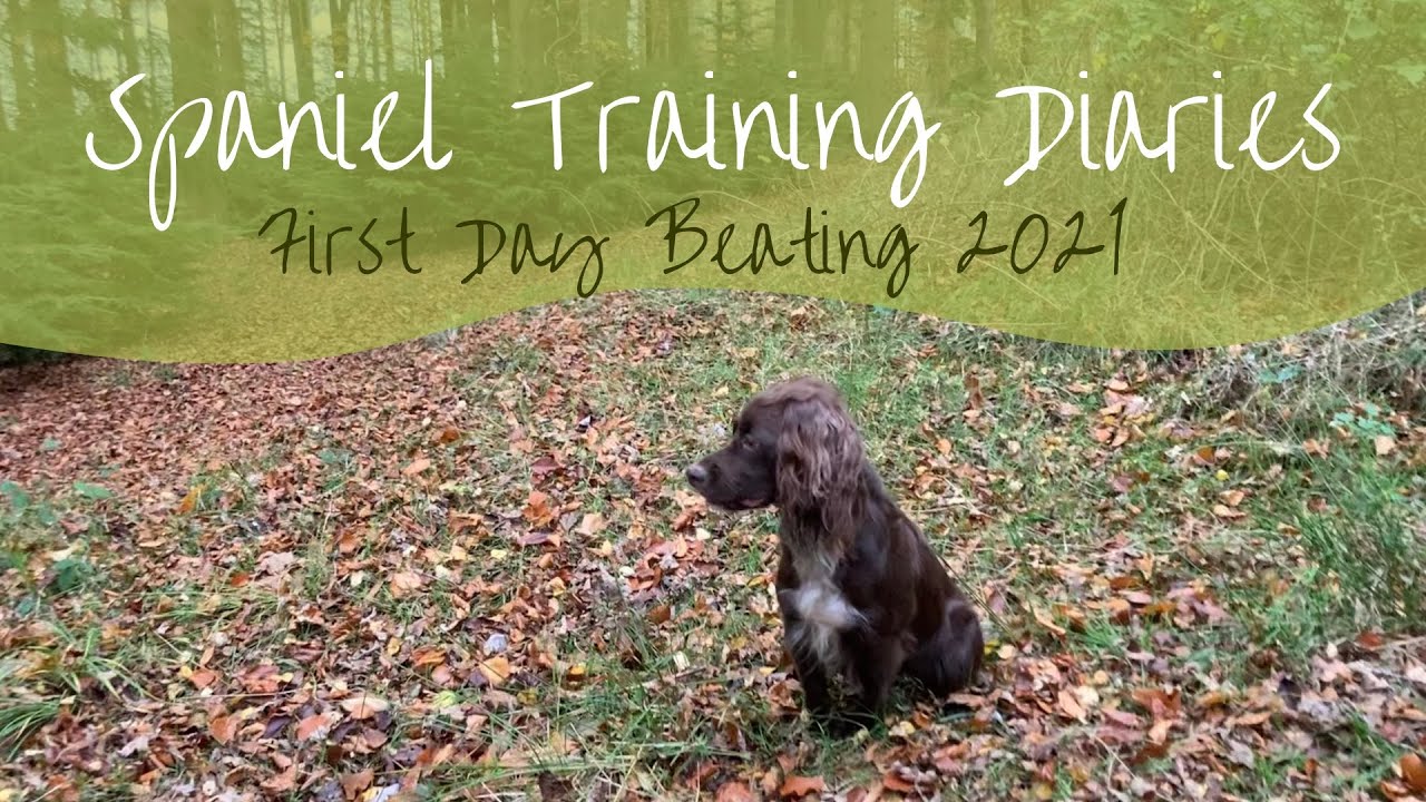 Gundog Dairies - First day beating in 2021