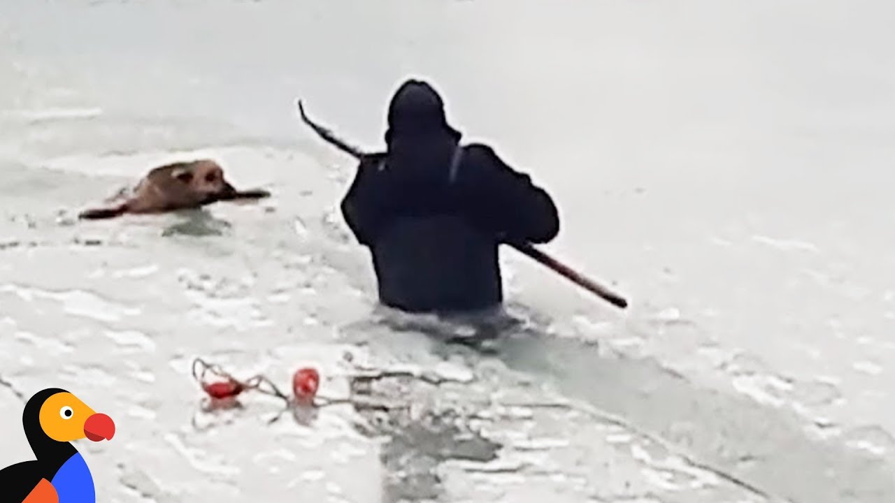 Dog That Falls Through Ice Rescued by Brave Man | The Dodo