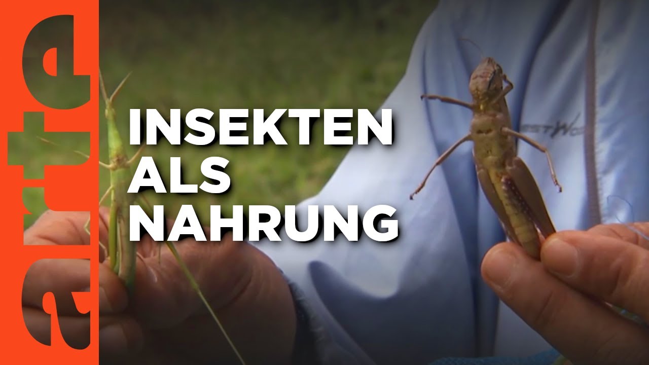 Thailand: Insekten machen auch satt | ARTE Reportage