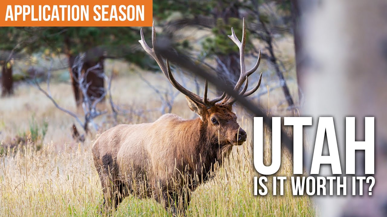 Utah Big Game Application Strategy for Nonresident Hunters