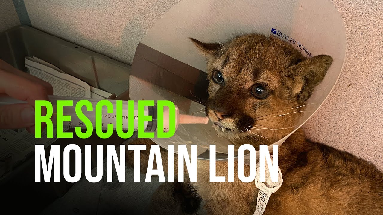 Orphaned Mountain Lion Cub Spotted by Hikers in San Mateo Rescued After Five Day Search