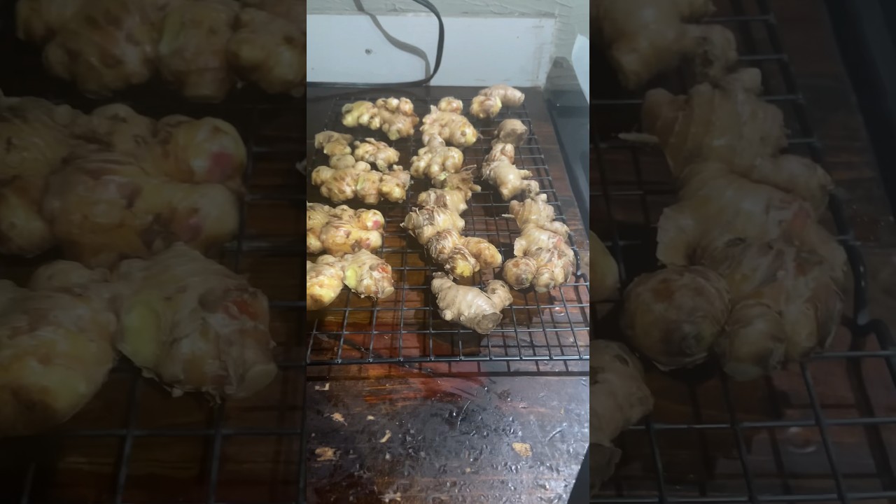 🫚👍 The Right Way To Harvest Ginger
