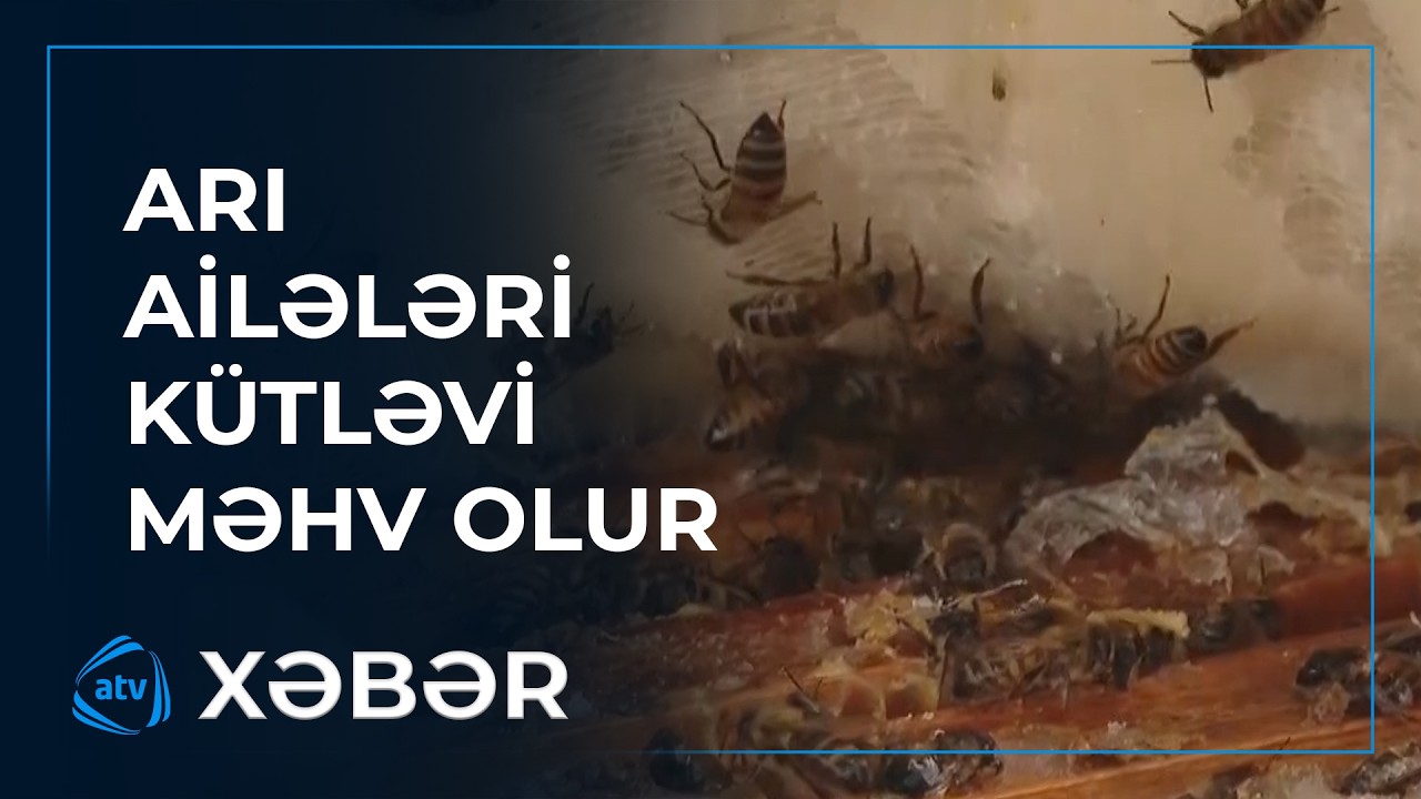 Mənim 15-16 arım var idi, demək olar ki, yarısı qırılıb