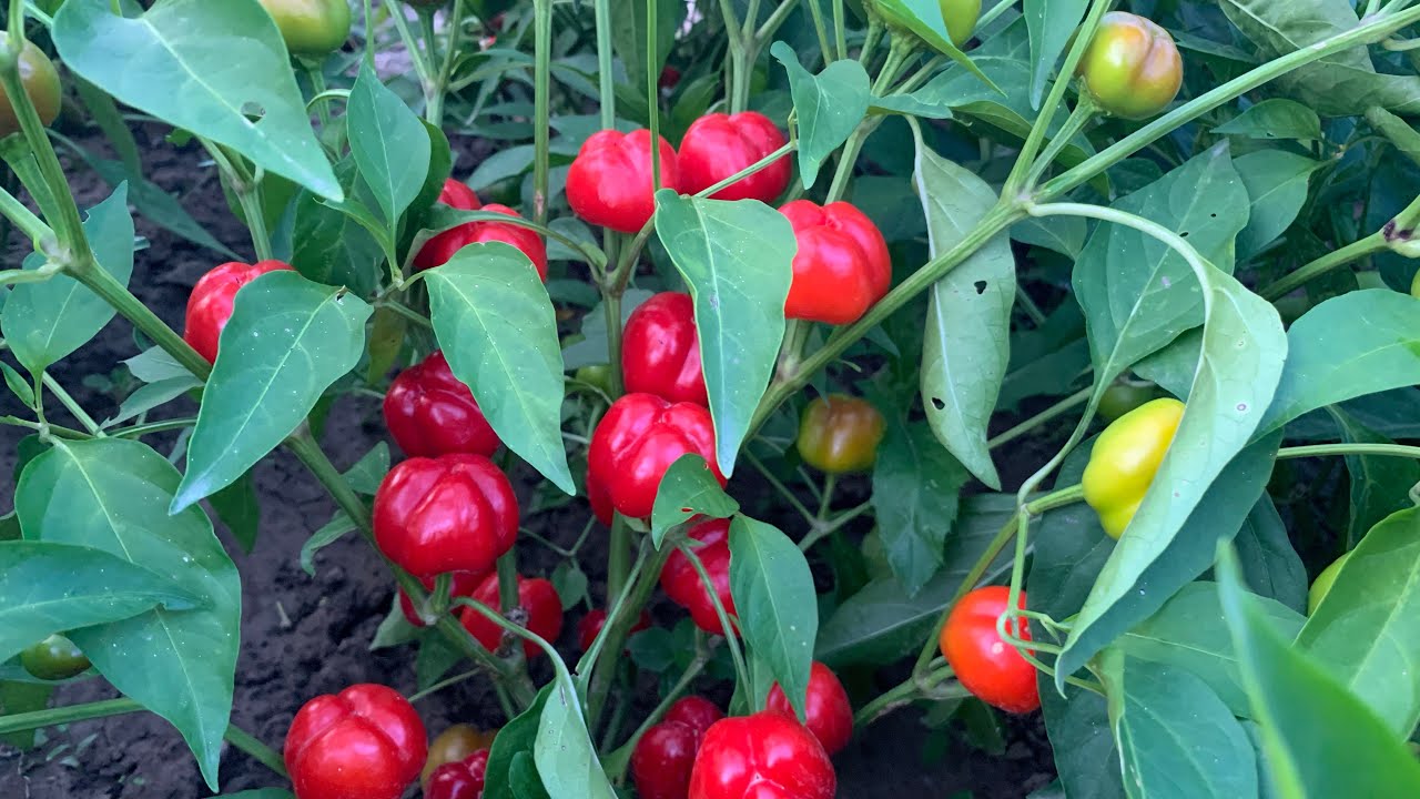 Супер урожайные Перцы Мини!!!!!!! Такого урожая вы ещё не видели😉!!!!!