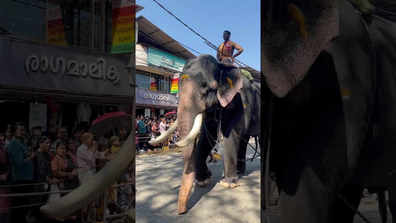 #shortsfeed #elephants #aana_kazhchakal #elephantwalk #aana
