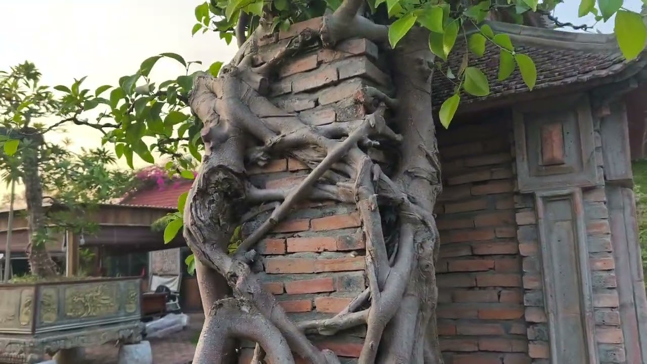 Đúng cảnh hôn quê