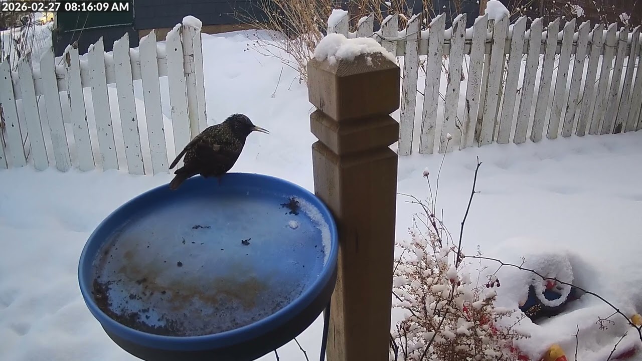 Daily Birdfeeder Highlight Reel (Friday)
