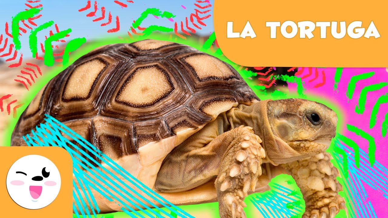 LA TORTUGA 🐢 Animales para niños 🍃 Episodio 3