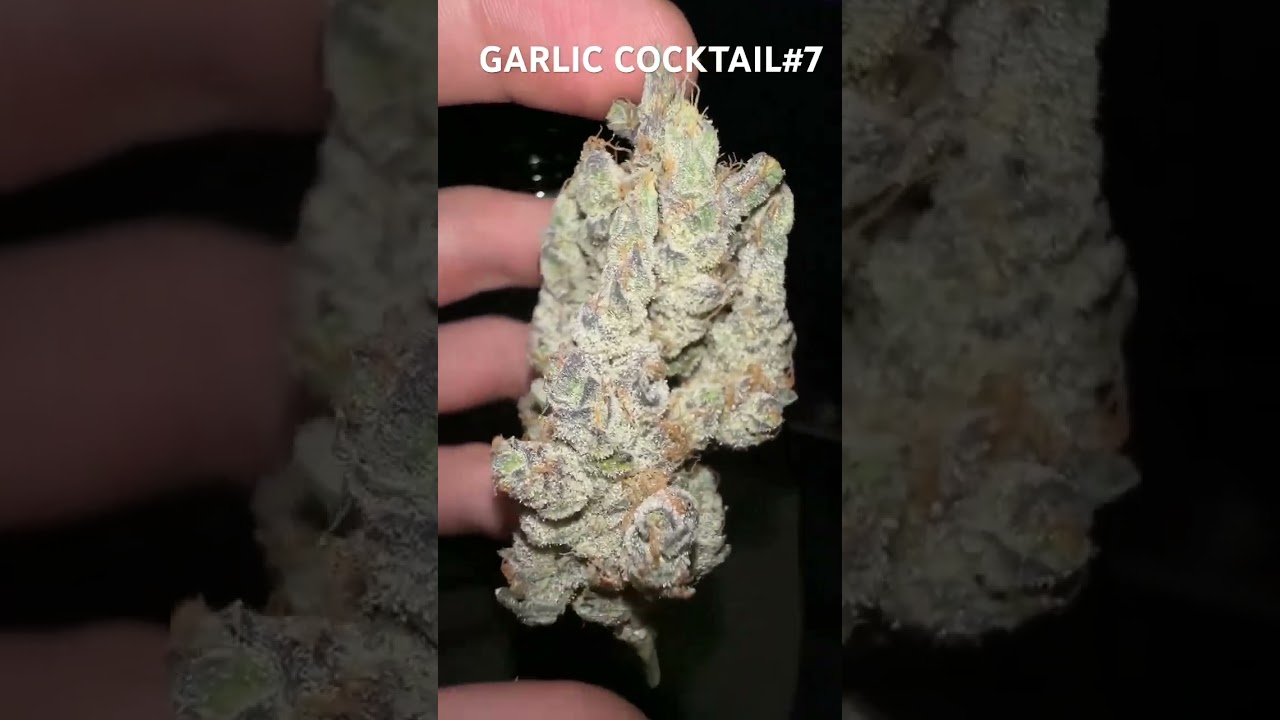 710 Labs Garlic Cocktail #7 ! Insane nose on this one #flower #thc #toptier #thc #wizkhalifa