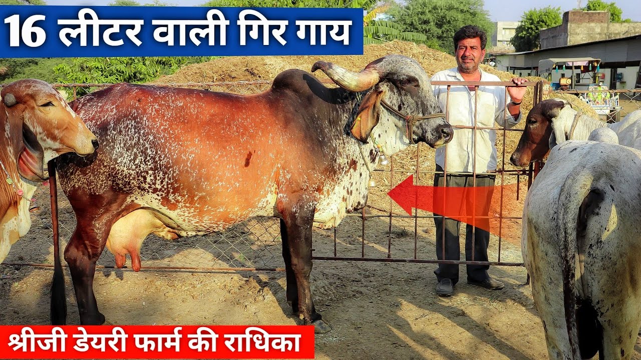 गुजरात का गिर बुल आया हमारे फार्म पर😍 || Shree Ji Dairy Farm Madhya Pradesh #Girbull