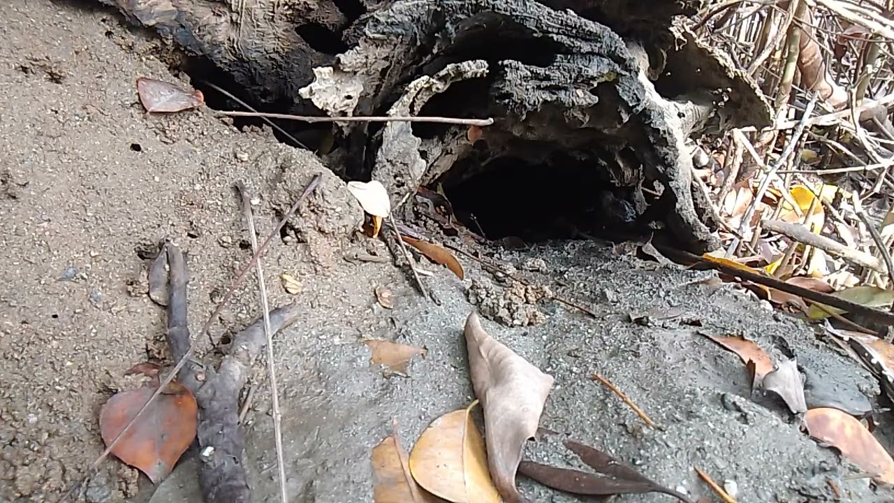Pulang pula Ang sipit 😍 #buhayprobinsya #fyp #dauhanvlog @RenielMontemayor-p5n @DAUHANVLOG 
