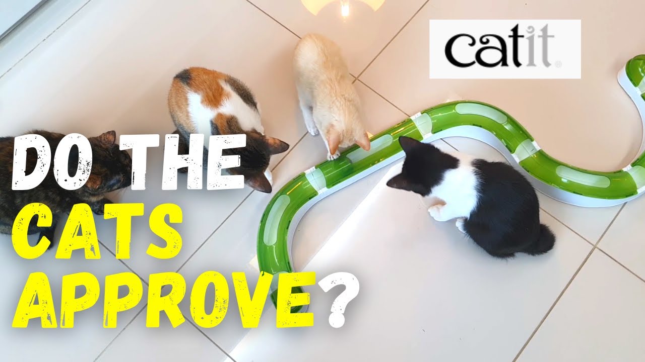 Cats Test Out Catit Senses 2.0 Wave Circuit!
