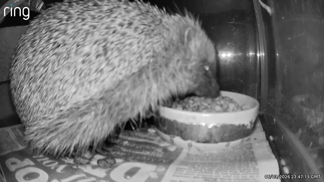Hedgehogs 07/03/26