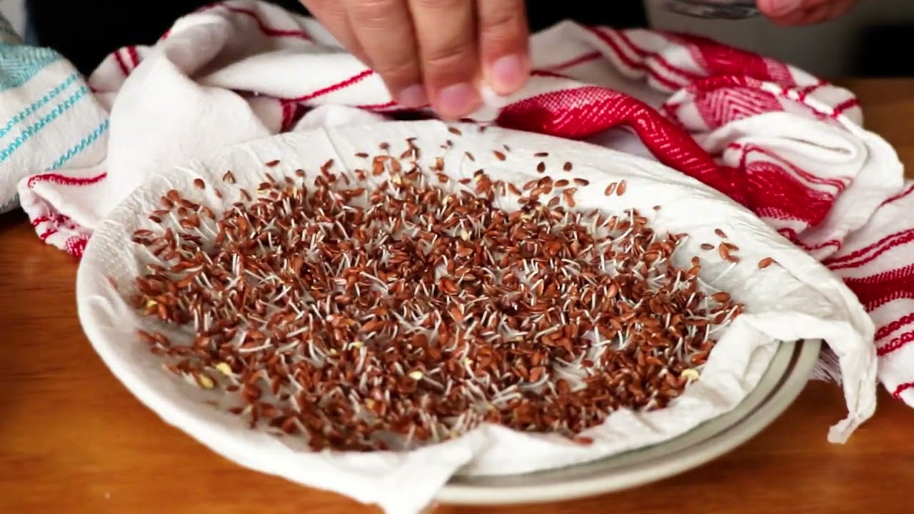 Germinados Caseros: Fácil y Saludable con Lenteja, Linaza y Chía 🌿