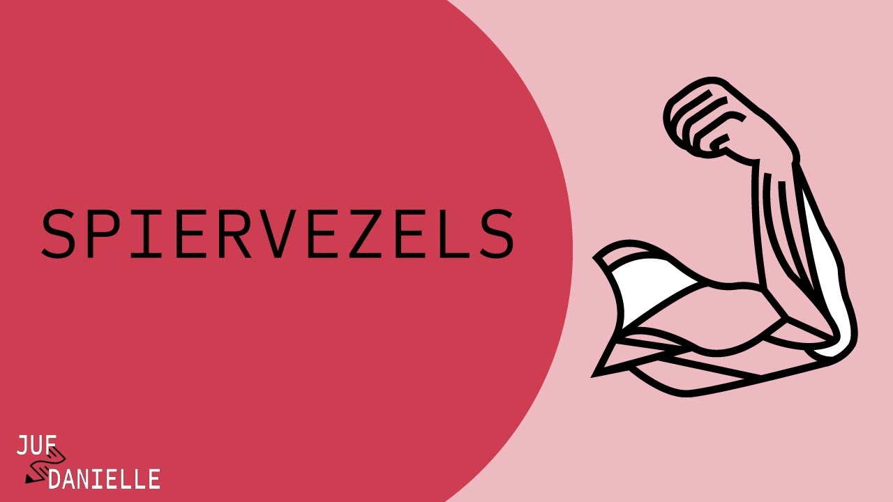 Spiervezels