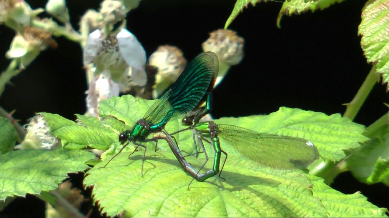 Banded Demoiselle damselflies mating at Walthamstow Wetlands