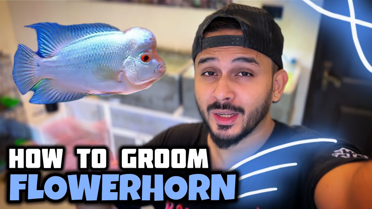 How To Groom MONSTER Head FLOWERHORN | Thaisilk FLOWERHORN Baby Grooming - Imran's World