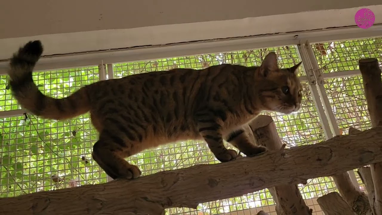 Noodle the Bengal Cat | Catio Playtime, Walks & Exploring Adventures
