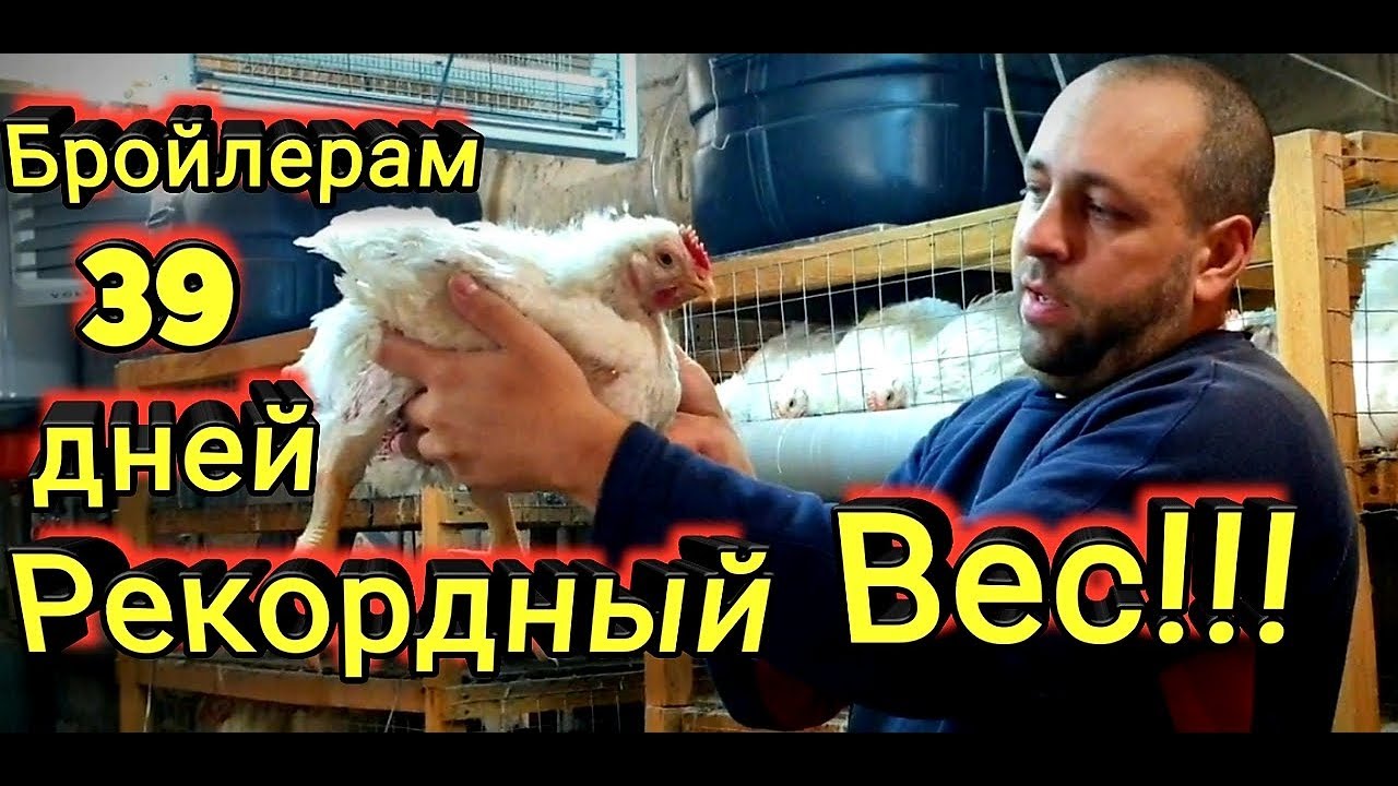 Бройлеры 39 дней Рекордный Вес!!! Выращивание в Клетках