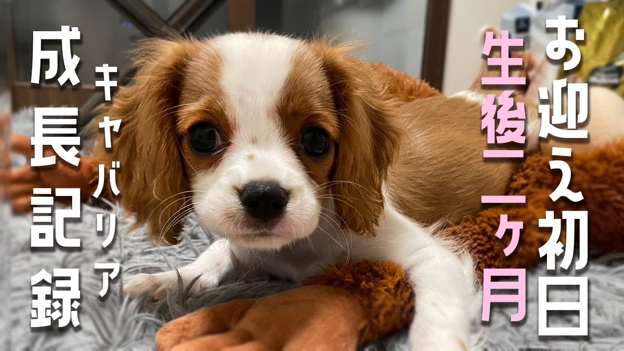 【お迎え初日】キャバリアの子犬が可愛すぎた...