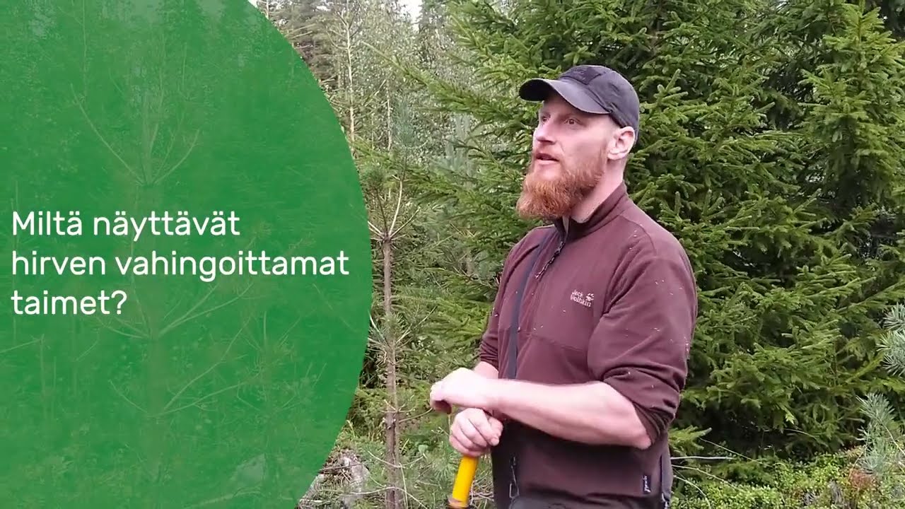 Hirviel&auml;invahinkoja m&auml;ntytaimikossa