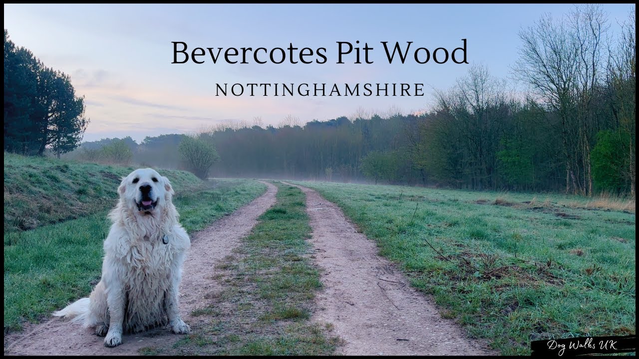Bevercotes Pit Wood｜Walks in Nottinghamshire｜England｜4K