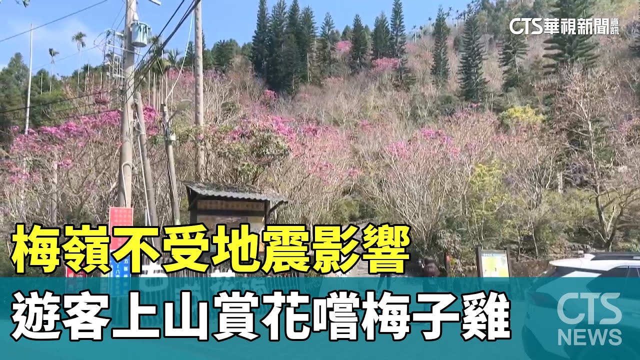 梅嶺不受地震影響　遊客上山賞花嚐梅子雞｜華視新聞 20250123 @CtsTw