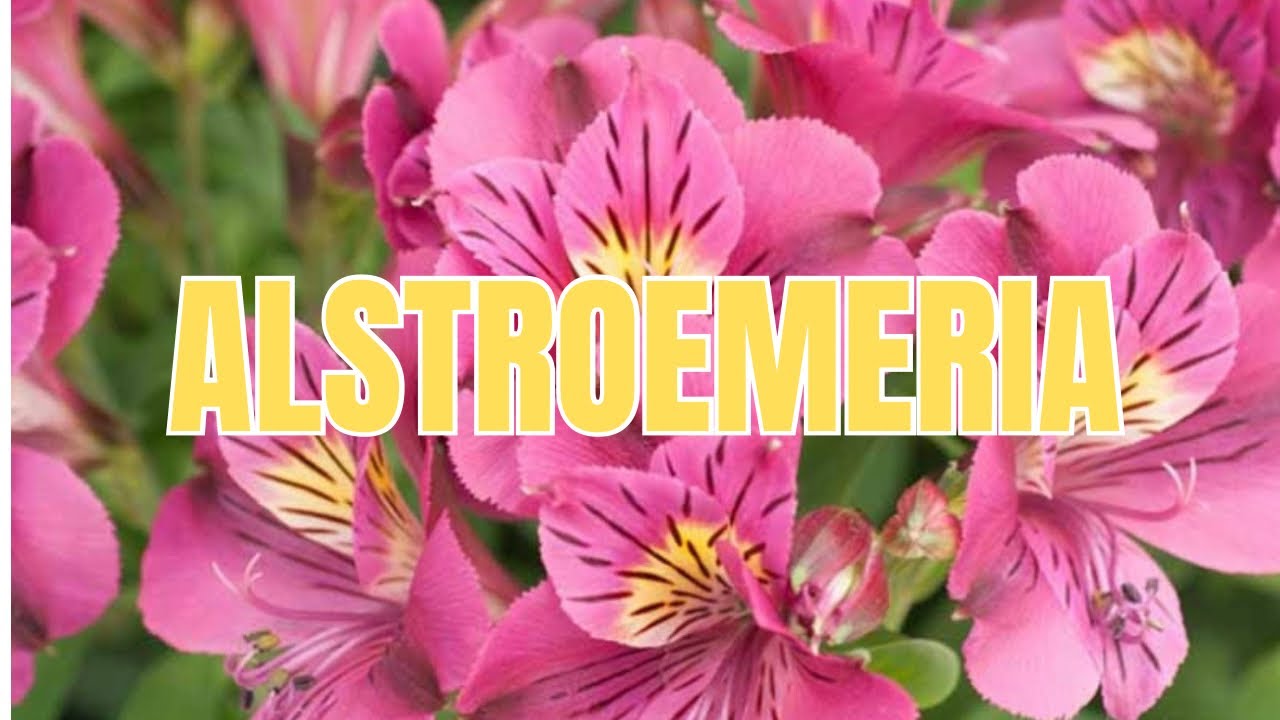 Подразделение завода «Альстромемерия»