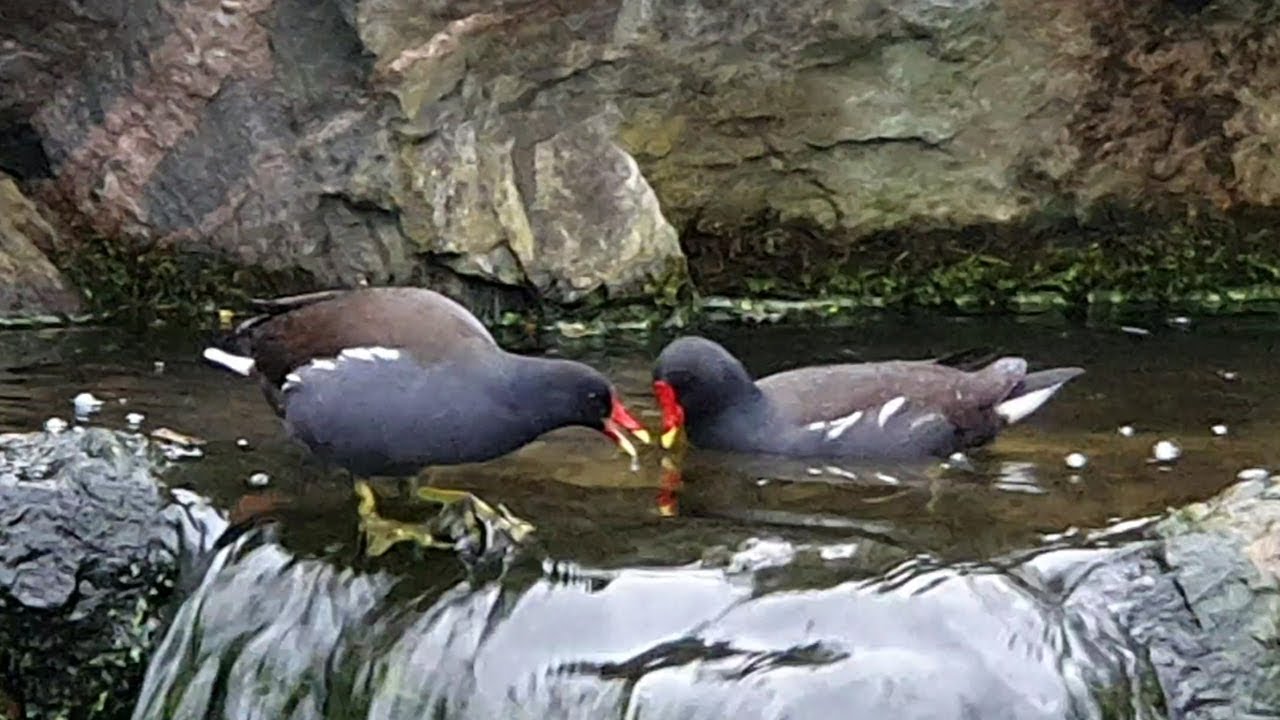 LONDON KYOTO GARDEN  MOORHEN DUCKS HOLLAND PARK