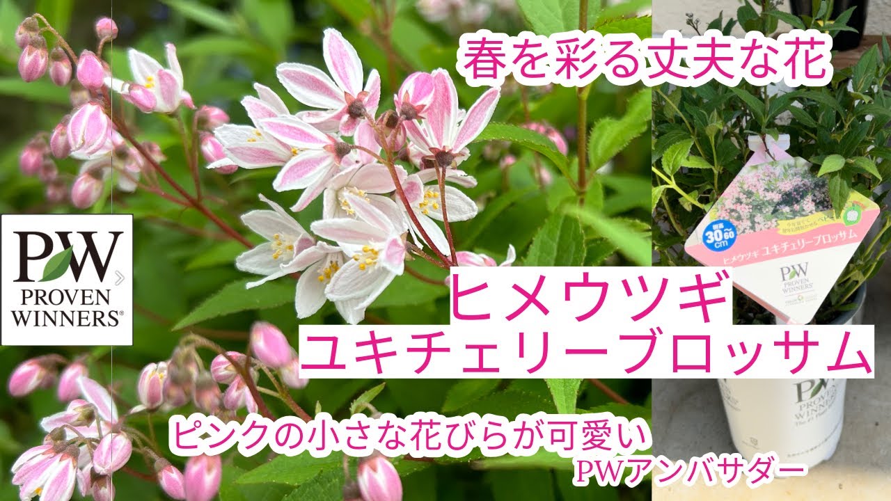 PWの花【ヒメウツギ ユキチェリーブロッサム】1年間の栽培日記🌱ピンクの小花が可愛い丈夫なシュラブ