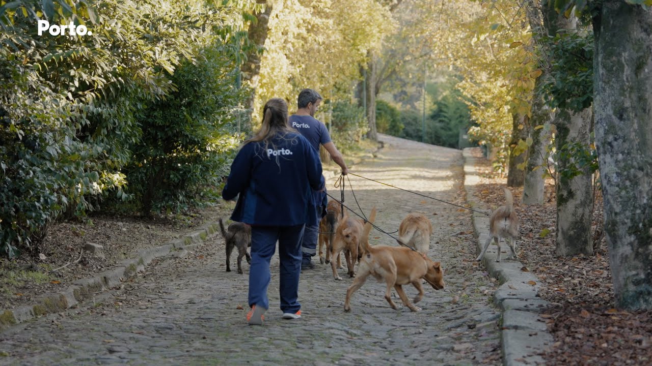 Adoção de animais deve ser feita de forma responsável