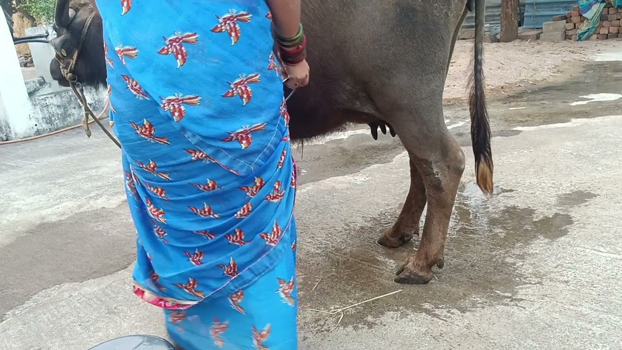 ఈరోజు బర్రె పాలు పిండే విధానం @anitha uppu 