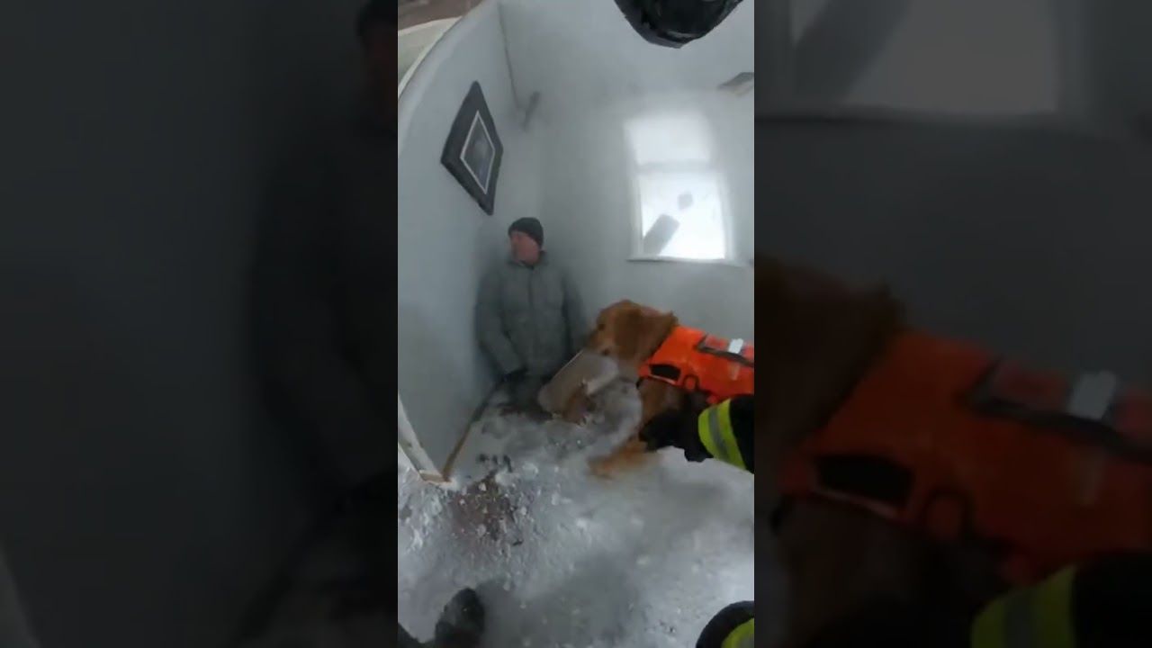 Golden Retriever Trapped in Snowstorm Gets Dramatic Save #rescue #dogs #extreme #explore #shorts