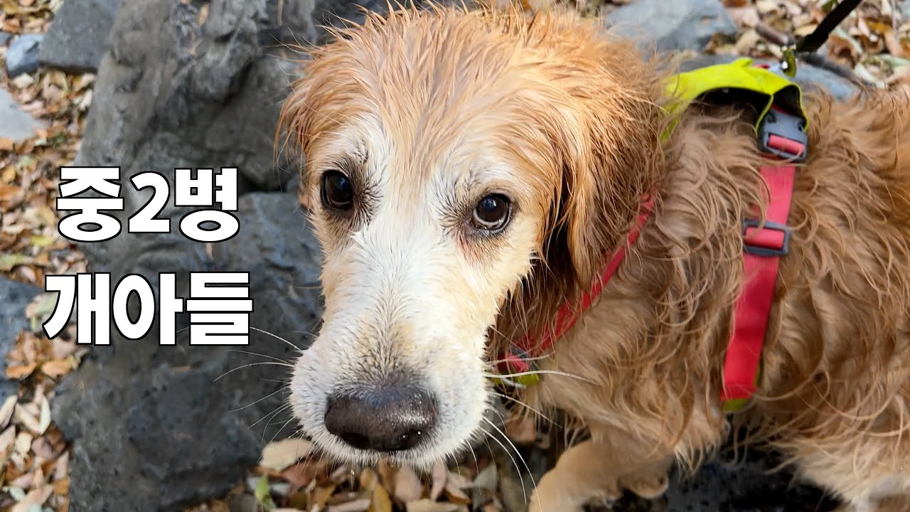 사춘기 빡세게 온 리트리버가 아무리 사고쳐도 미워할 수 없는 이유