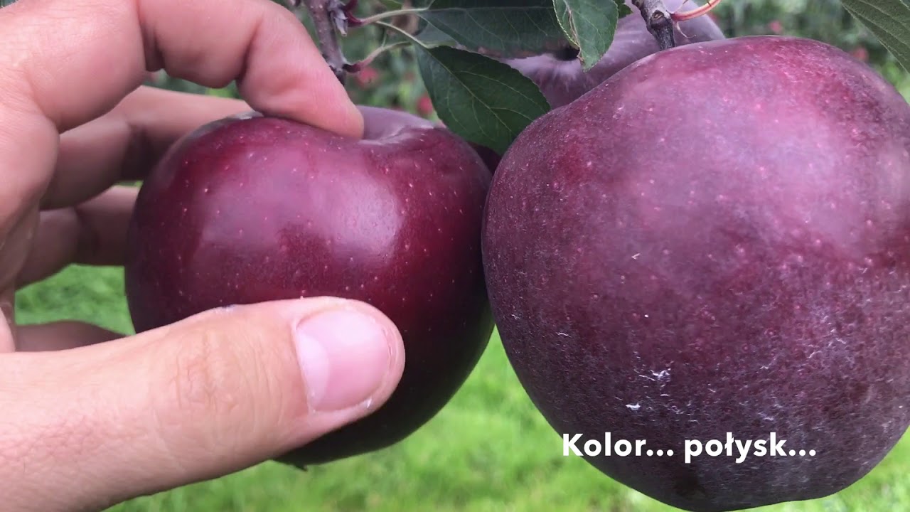 King&reg; Roat Red Delicious [odmiany jabłoni]