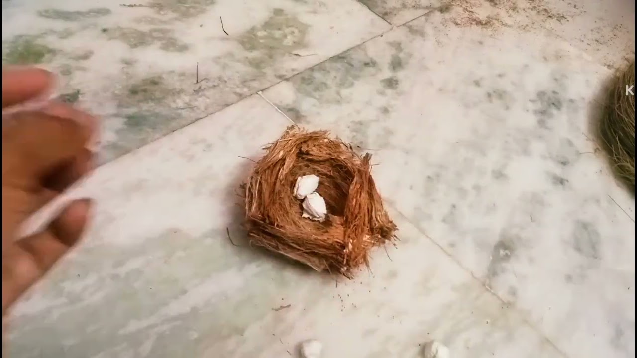 bird nest making idea పక్షి గూడు తయారీ ఆలోచన