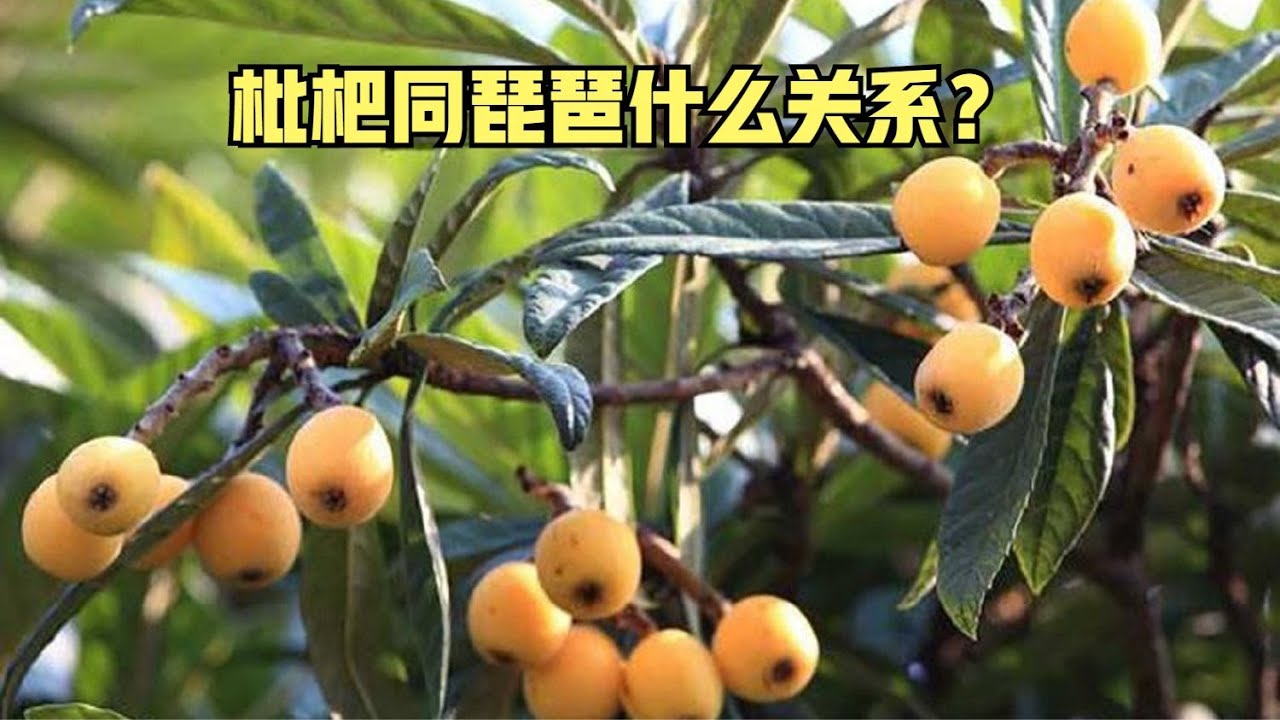 枇杷和琵琶是什么关系？你知道枇杷什么时候开花吗？