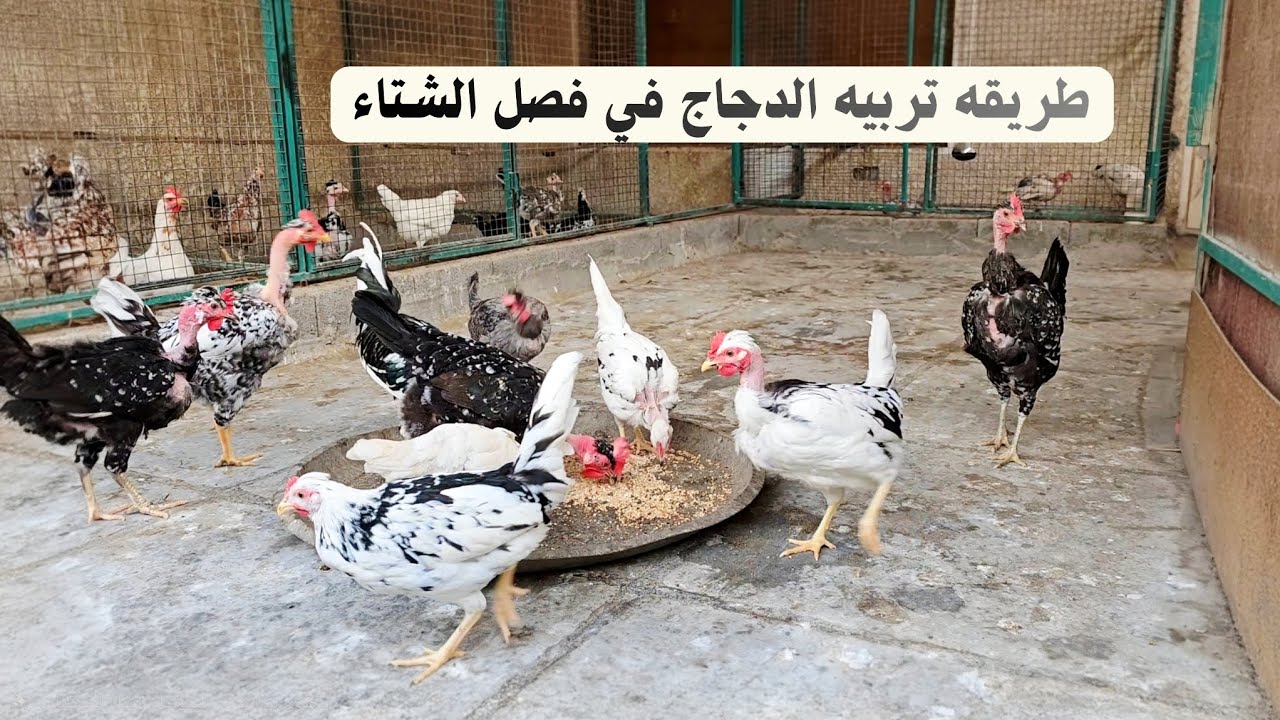 الطريقة الصحيحة لتربية الدجاج في السطح في الشتاء🐔